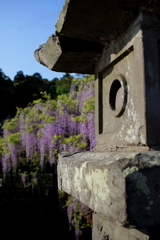 西寒多神社　藤の花 ①