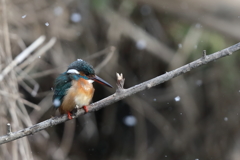 大寒波の日のカワセミちゃん①
