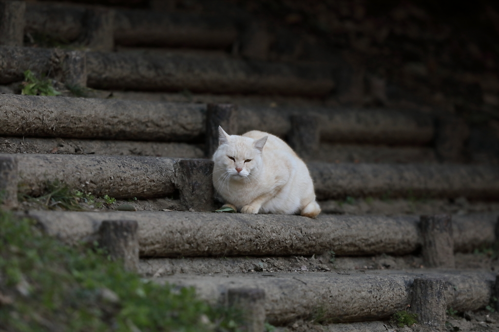 公園の主