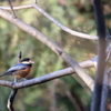 鳥の名は。