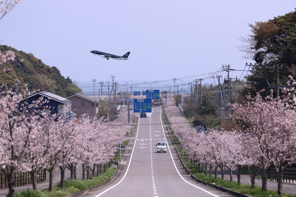 桜坂・こう撮りたかった・・・