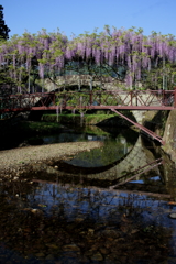 西寒多神社　藤の花 ②