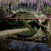 西寒多神社　藤の花 ②