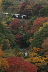 ななつ星　紅葉をゆく