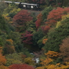 ななつ星　紅葉をゆく