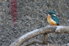 初カワセミ①