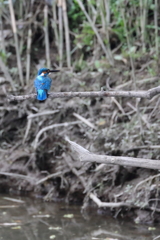 カワセミさん②