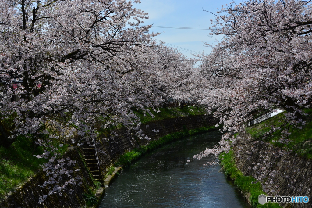 cherry tree along the river  NO5