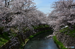 cherry tree along the river  NO5