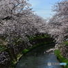 cherry tree along the river  NO5