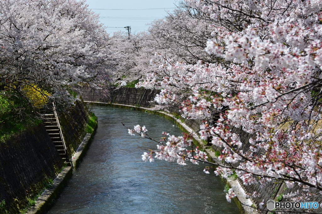cherry tree along the river