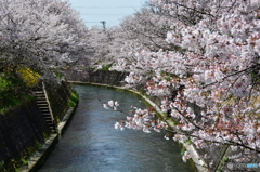cherry tree along the river