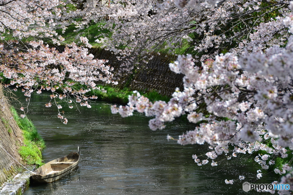 cherry tree along the river  NO4
