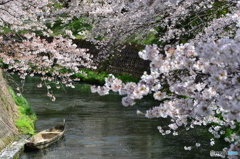 cherry tree along the river  NO4