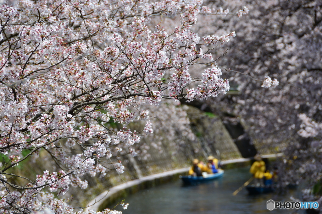 cherry tree along the river  NO2