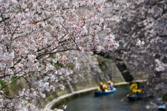 cherry tree along the river  NO2