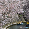 cherry tree along the river  NO2