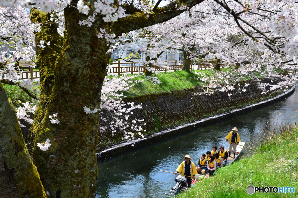 cherry tree along the river  NO6