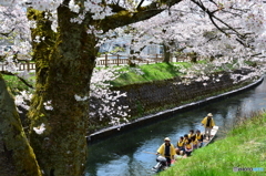cherry tree along the river  NO6