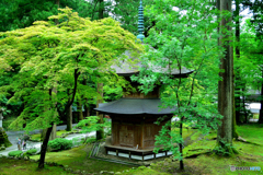 新緑の世界 2