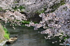 cherry tree along the river  NO3