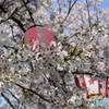 お祭り気分♫