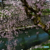 枝垂れ咲