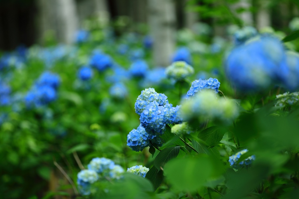 札幌豊平公園