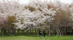 桜の刻