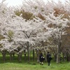 桜の刻