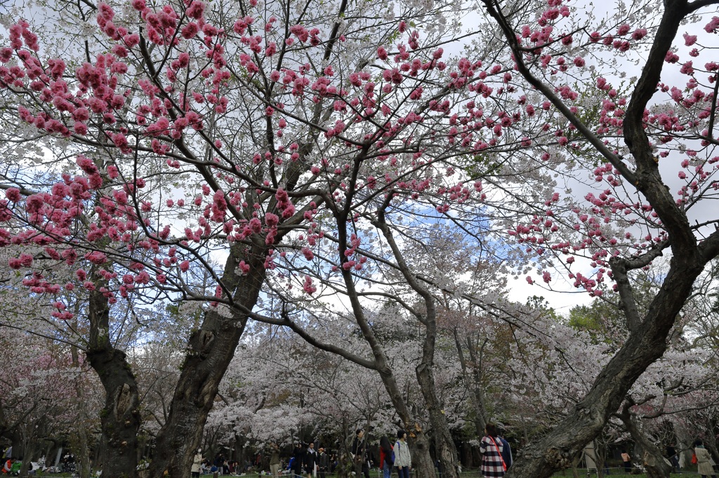 梅と桜