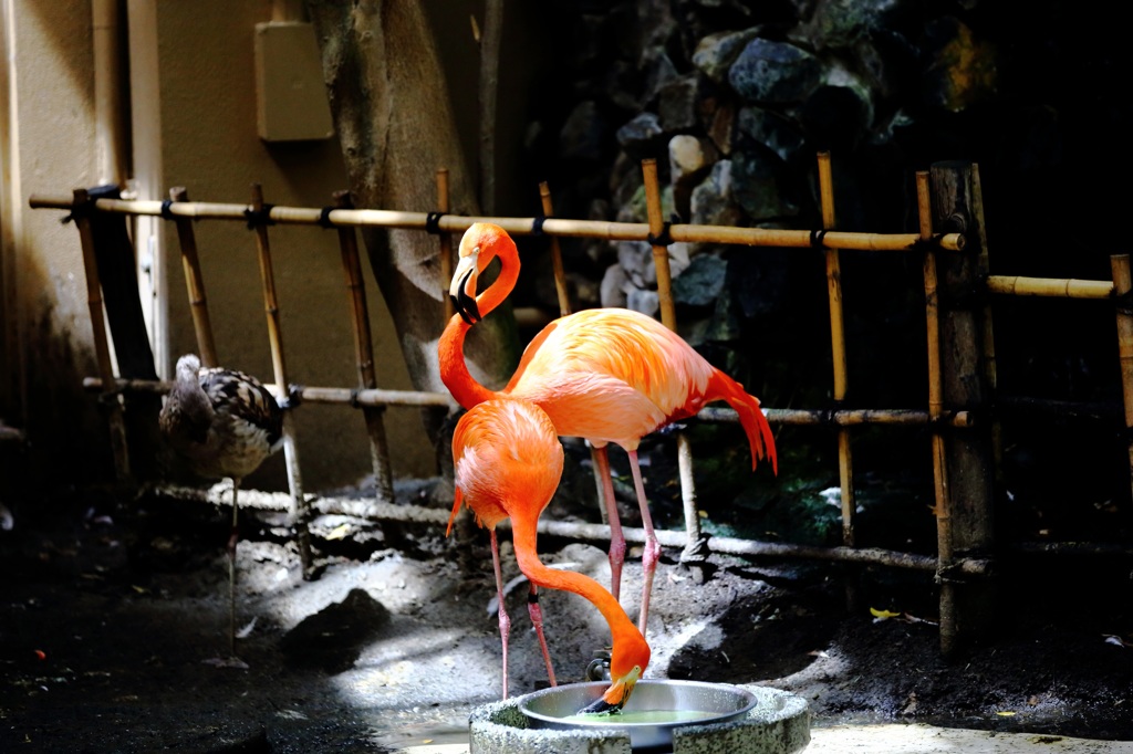 円山動物園