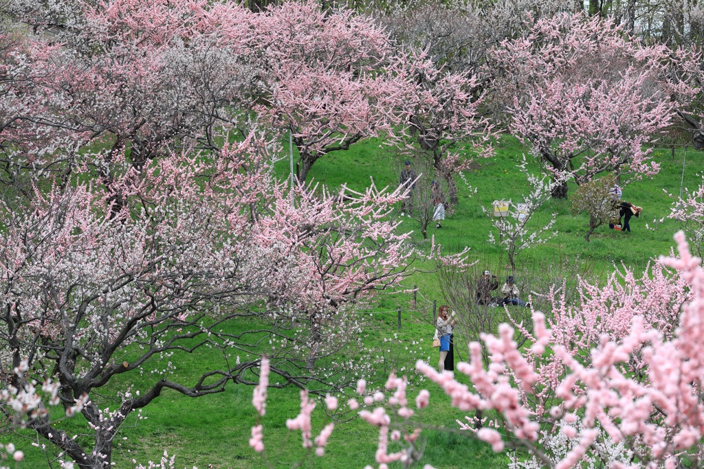 札幌梅林公園