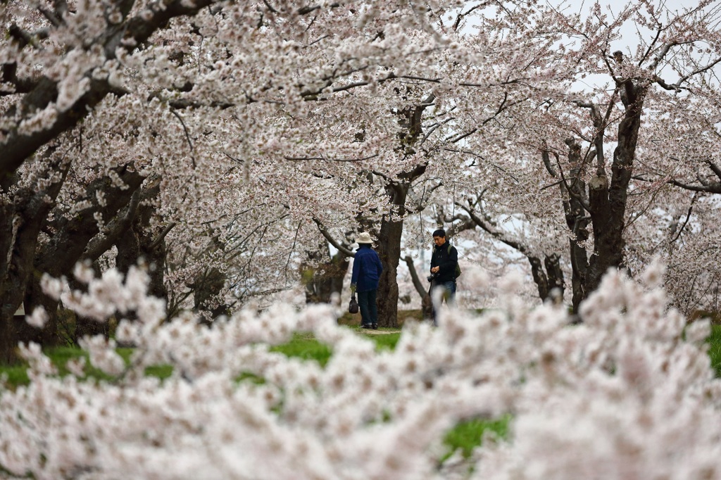 函館五稜郭公園