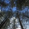 ハルニレを見上げて