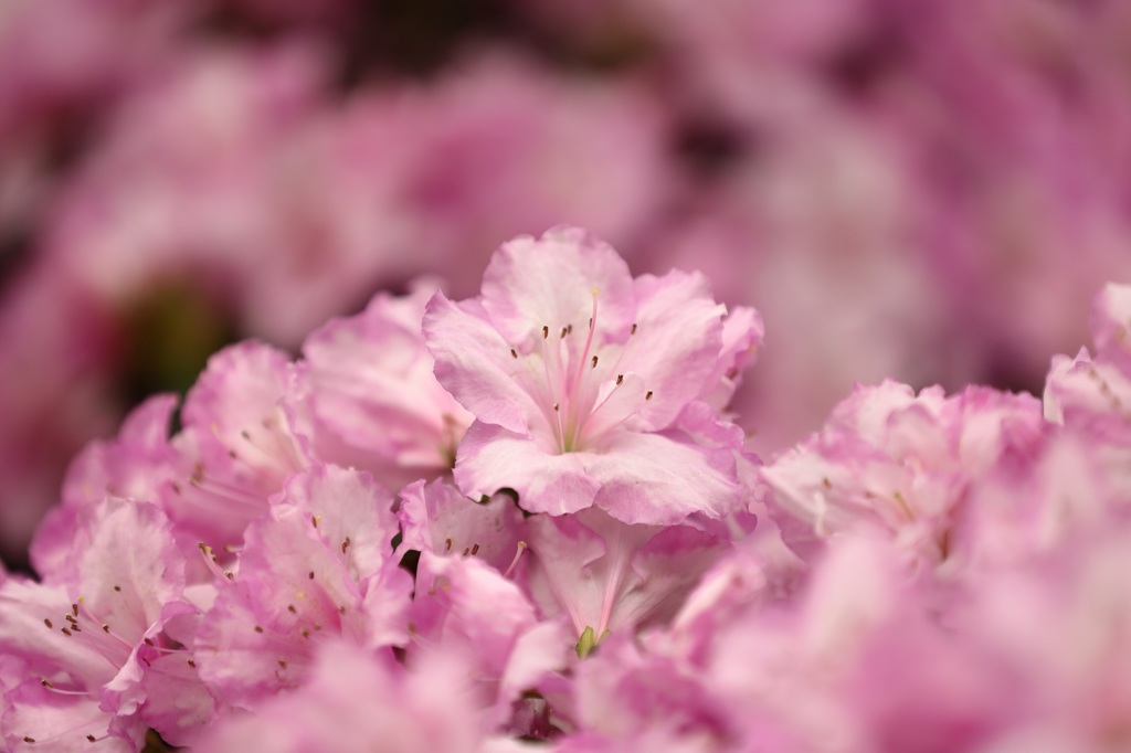 百合が原公園温室にて