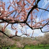 札幌梅林公園