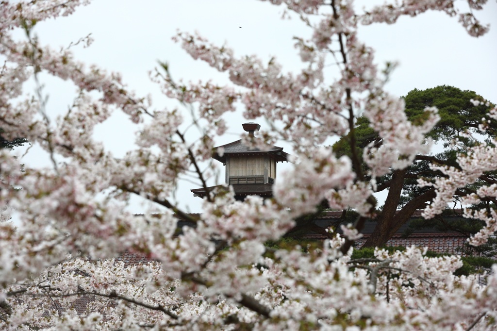 函館五稜郭公園2