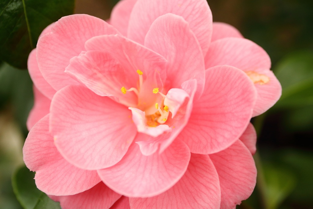 百合が原公園温室にて