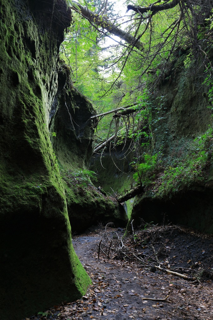 苔の回廊