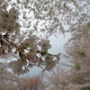 桜の世界