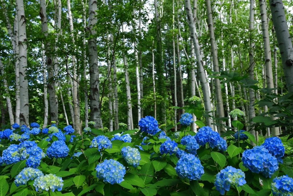 札幌豊平公園