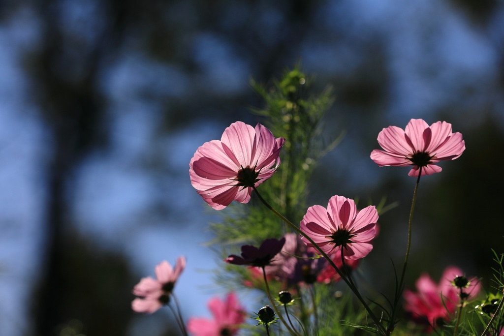 秋桜