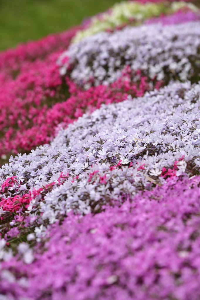 豊平川桜の名スポット