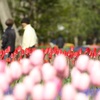 のどかな午後