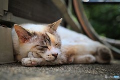 ぬこ
