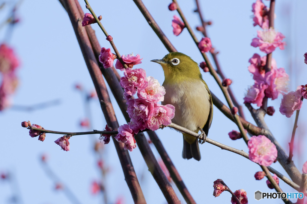 うめじろー⑧