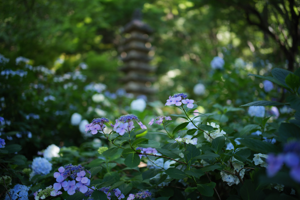 紫陽花