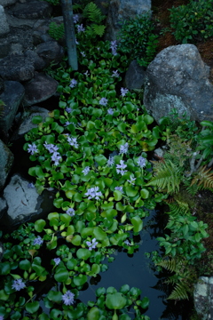 疑似小川