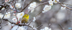 うめじろー